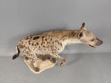 a stuffed hyena that is sitting on a piece of cloth