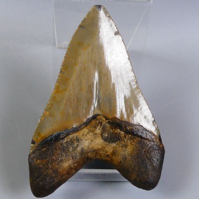an image of a shark tooth in a display case