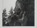 black and white photograph of a bear climbing a tree in a forest