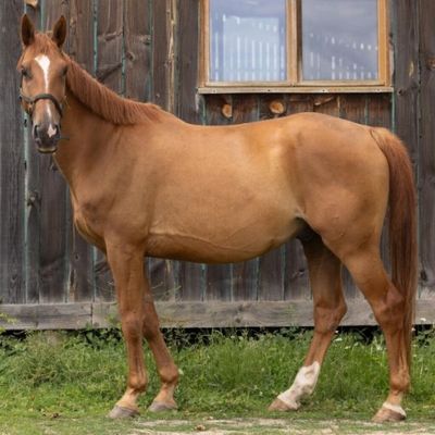 un cheval brun debout devant un bâtiment en bois