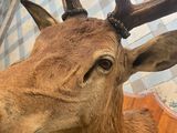 a deer that is standing in a room with a checkered floor