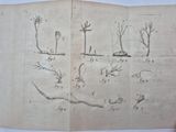 an old book with drawings of trees and other plants on it