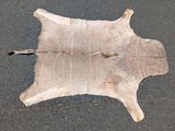 an image of a cow hide on the ground