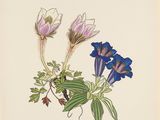 a drawing of a blue flower with green leaves and purple flowers