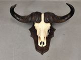 an image of a bull skull mounted on a wall