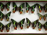 a lot of butterflies that are in a box