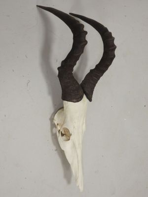un crâne d'antilope aux longues cornes accroché au mur