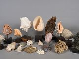 many different types of shells on display on the table