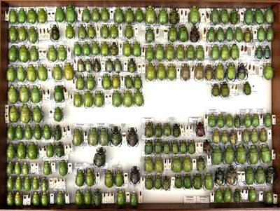 a lot of green beetles on display in a display case