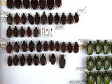 a lot of bugs that are hanging on the wall