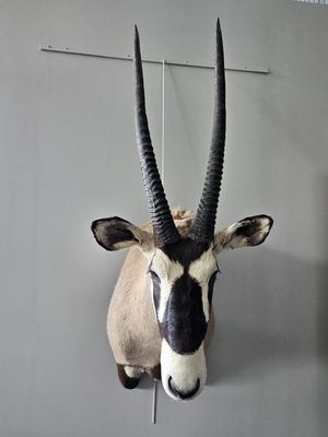 a antelope head mounted on a wall in a room