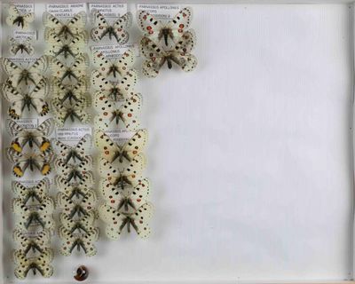 de nombreux types de papillons différents présentés dans une boîte d'ombrage
