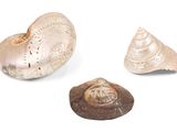 Trois types différents de coquillages sont représentés sur une surface blanche.