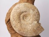 fossilized shell on a piece of wood on a white background