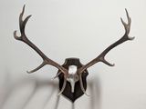 a deer ' s head mounted on a wall with antlers