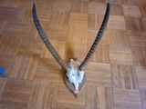 une tête d'antilope aux longues cornes posée sur un parquet