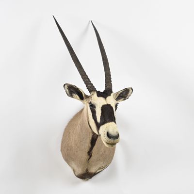 une tête d'antilope accrochée au mur d'une pièce blanche