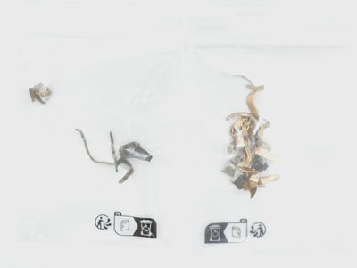 beaucoup de petits insectes qui se trouvent dans un sac