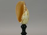 an image of a shell on a black stand with a white background