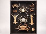 une photo présentant différents types de crabes dans une vitrine-cadre