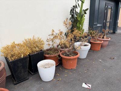 de nombreuses plantes en pot sur le trottoir, à côté d'un immeuble