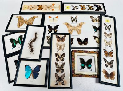 de nombreux papillons encadrés posés sur la table