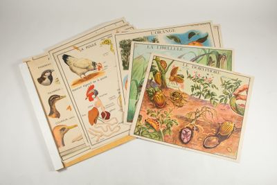 plusieurs cartes sur lesquelles figurent des images d'oiseaux et de plantes, posées sur une surface blanche
