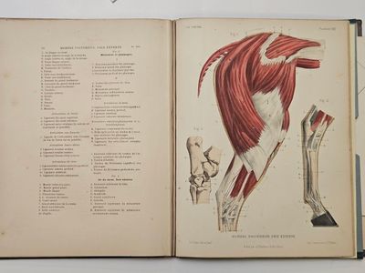 un livre ouvert sur lequel figure un schéma des muscles