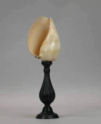 a close up of a shell on a black stand on a gray background