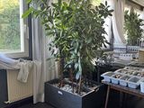 de nombreuses plantes en pot sur la table dans la pièce