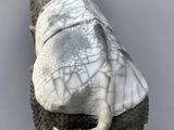 a rhino statue that is sitting on a small stool