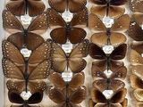 a lot of butterflies that are on display in a box