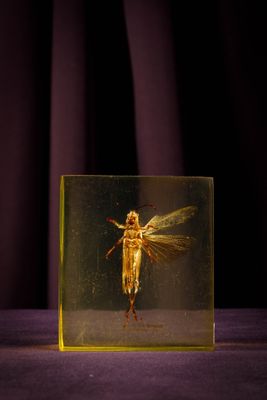 une photo d'un petit insecte dans une boîte en verre