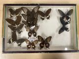 many butterflies in a glass box on a table