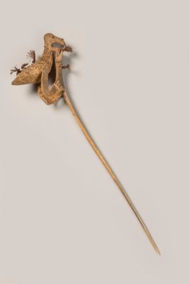 un petit lézard perché sur une surface blanche