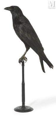 a black bird sitting on top of a metal pole