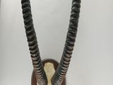 un crâne d'antilope fixé à un mur, lui-même fixé à une surface blanche