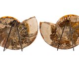 two pieces of fossil are shown on a white surface