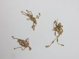 trois petites fleurs dorées sur une surface blanche, sur fond blanc