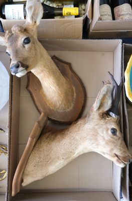 two deer heads in a cardboard box on a table