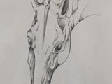 pencil drawing of a horse ' s head in a white frame