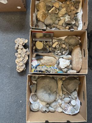 two boxes filled with different types of rocks and shells