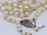 pearl necklace with a silver clasp on a white background