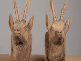 pair of carved antelope heads on acrylic bases