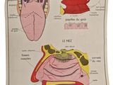 an image of a diagram of the anatomy of the human body