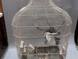 un oiseau en cage posé sur une table