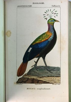 une image représentant un oiseau posé sur un livre