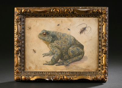 une vieille photo d'une grenouille avec un insecte dans la bouche