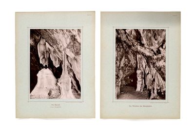 two black and white photos of a couple of trees in a forest