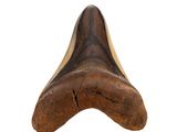 an image of a shark tooth on a white background
